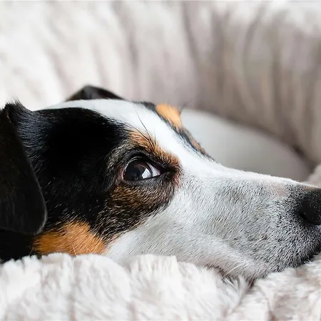 호텔 Ibis Budget Sud *